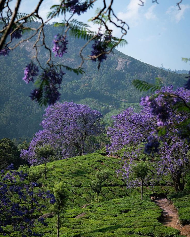 Munnar Tea fields